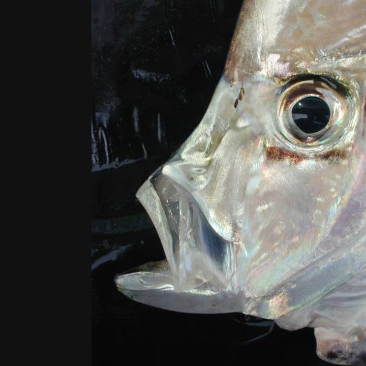 BIOL404FeedingDigestion