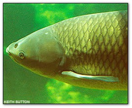 BIOL404FeedingDigestion