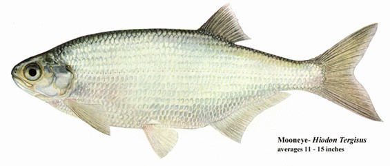 پاسخ های التهابی در ماهیان