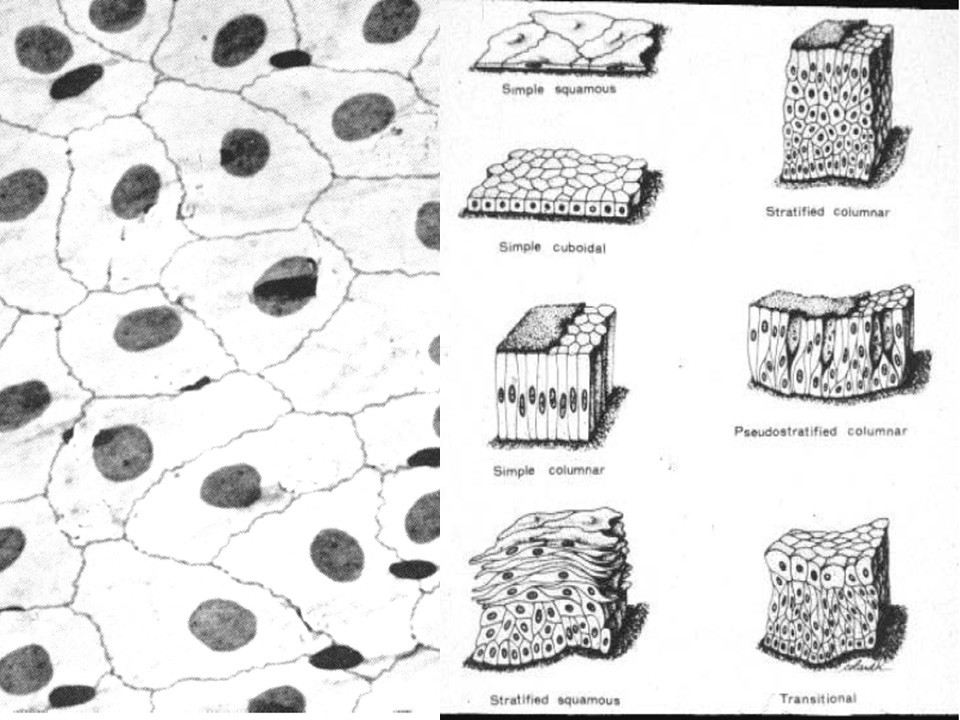 Epitelium and  connective tissue