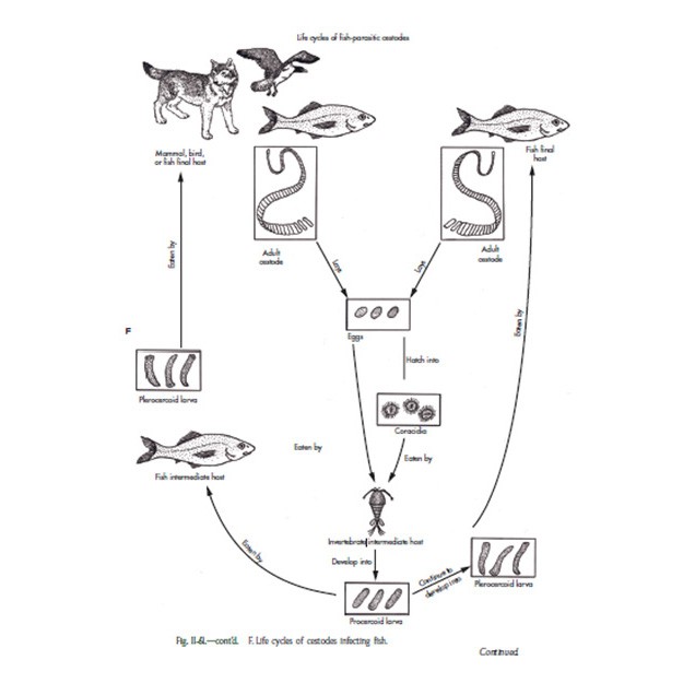 Ligula intestinalis & Digrama