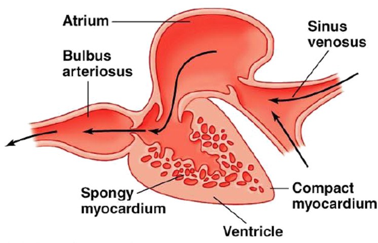 cardiovascular system of fish