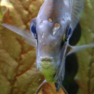 Hexamita and Spironucleus