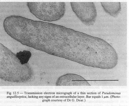 Bacterial Diseases of Fish