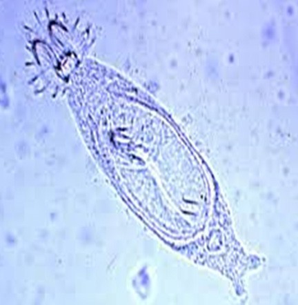 داکتیلوژیروس و ژیروداکتیلوس